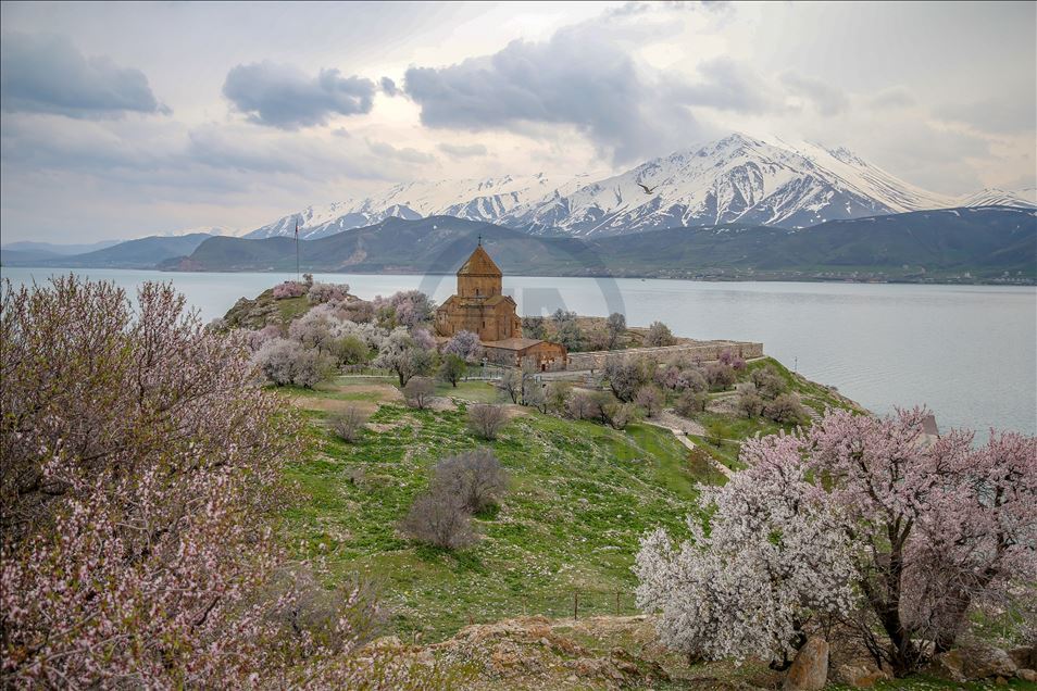 Spring beauties on Akdamar Island remained silence
