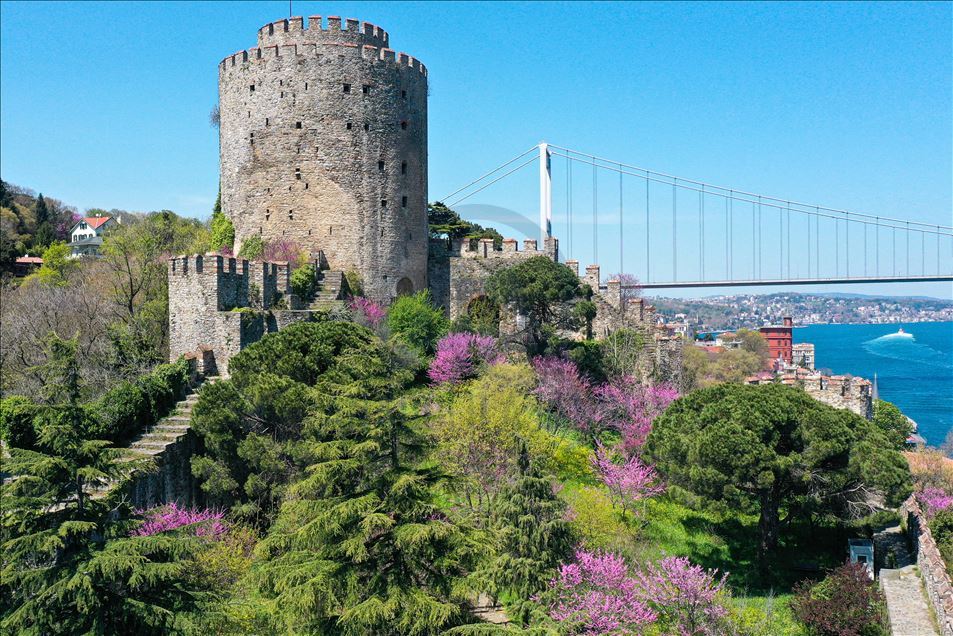 Rumelian Fortress with Judas trees in Istanbul