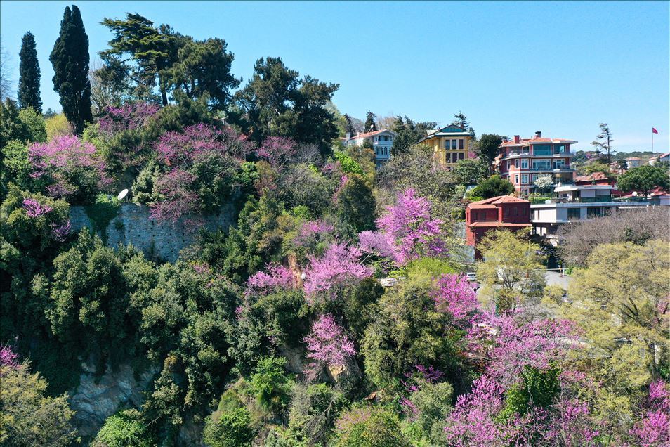 Rumelian Fortress with Judas trees in Istanbul