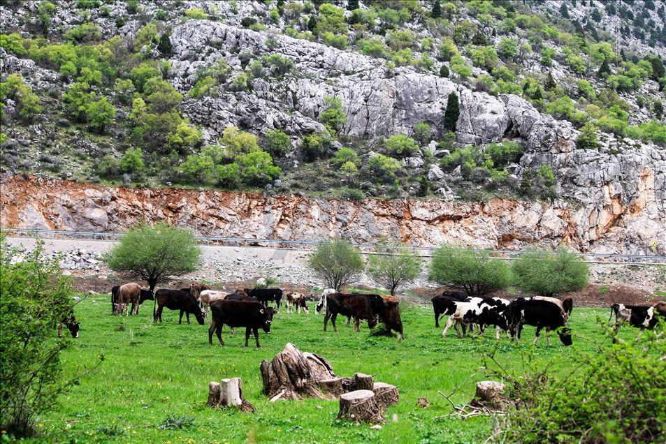 Seydişehir-Antalya yolunda ilkbahar görüntüleri büyülüyor