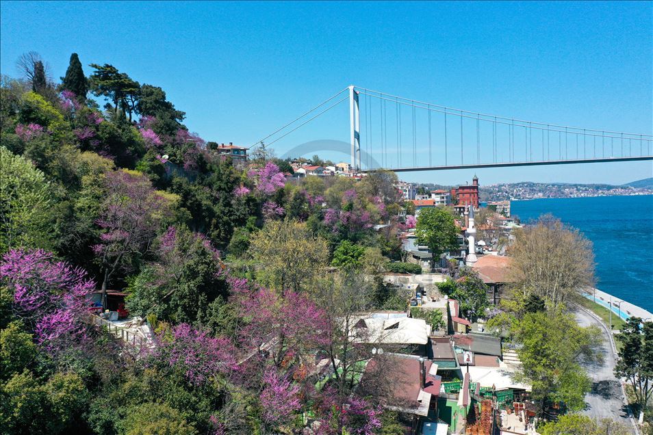 Rumelian Fortress with Judas trees in Istanbul