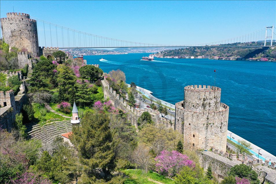 Rumelian Fortress with Judas trees in Istanbul
