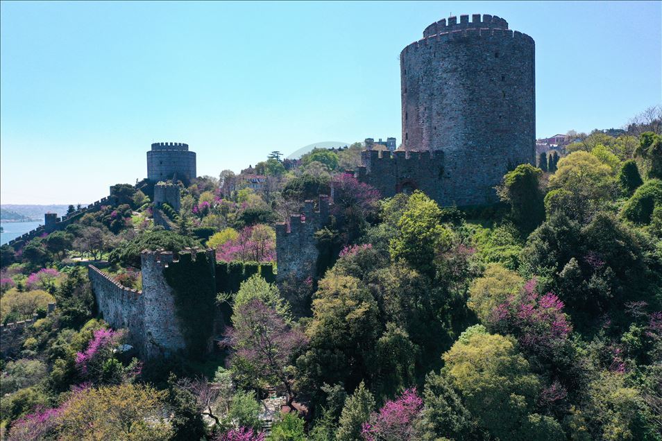 Rumelian Fortress with Judas trees in Istanbul