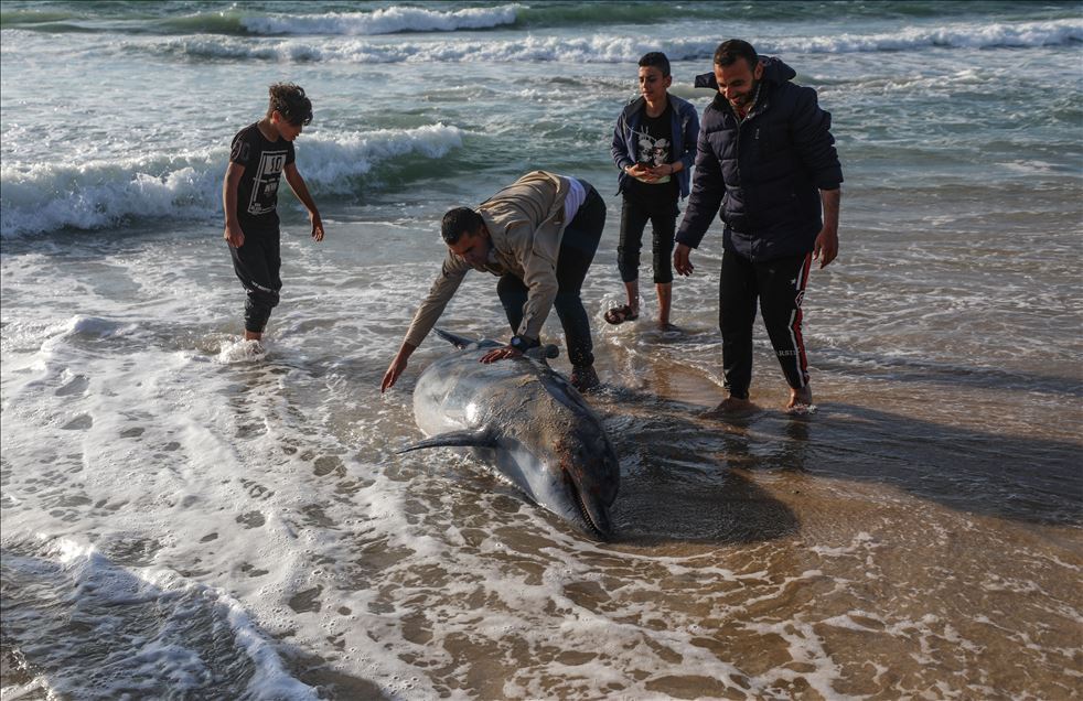 Seekor lumba-lumba terdampar di pantai Gaza