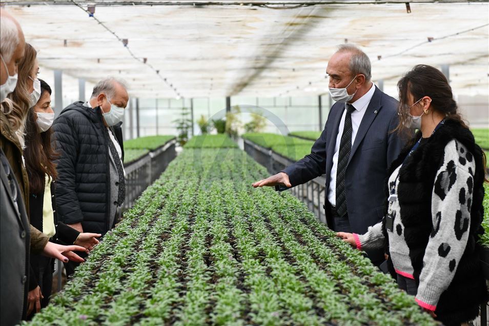 Ankara'nın yeşil alanları 24 milyon çiçekle buluşuyor