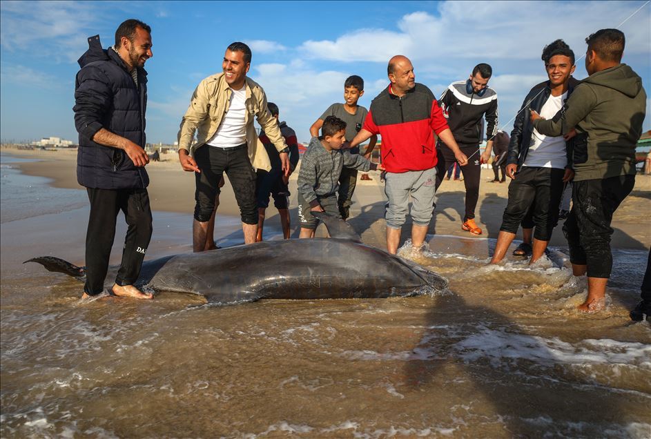 Seekor lumba-lumba terdampar di pantai Gaza