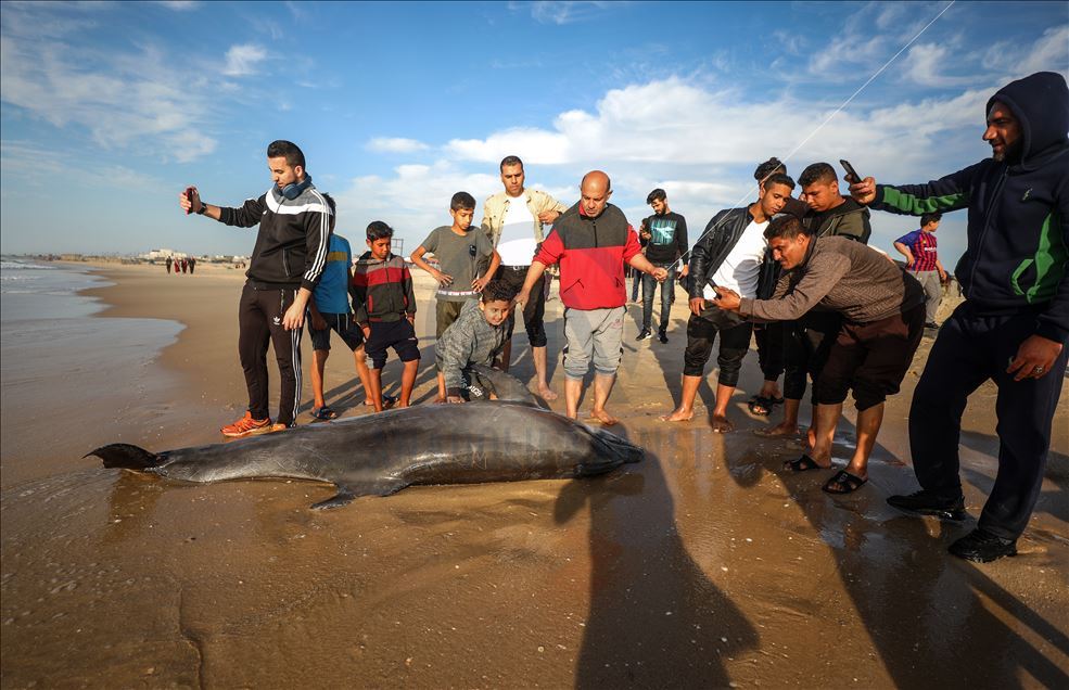 Seekor lumba-lumba terdampar di pantai Gaza