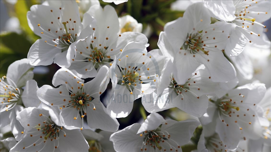 Cherry blossom trees in Konya