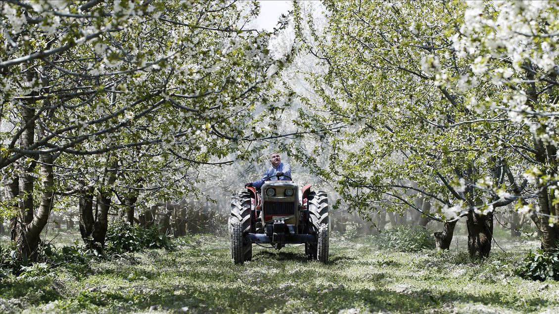 Cherry blossom trees in Konya