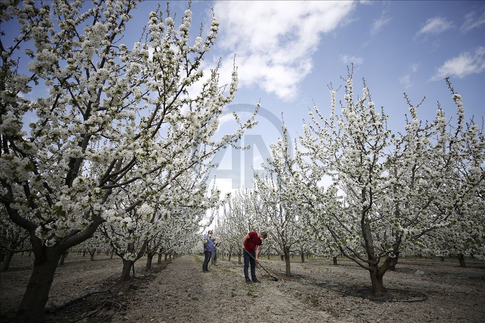 Cherry blossom trees in Konya