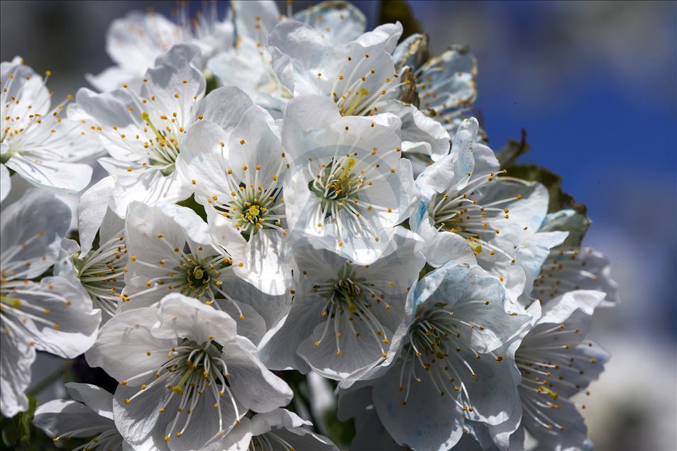 Cherry blossom trees in Konya