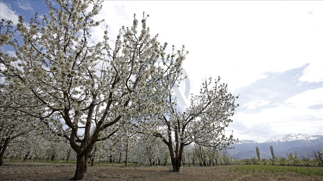 Cherry blossom trees in Konya