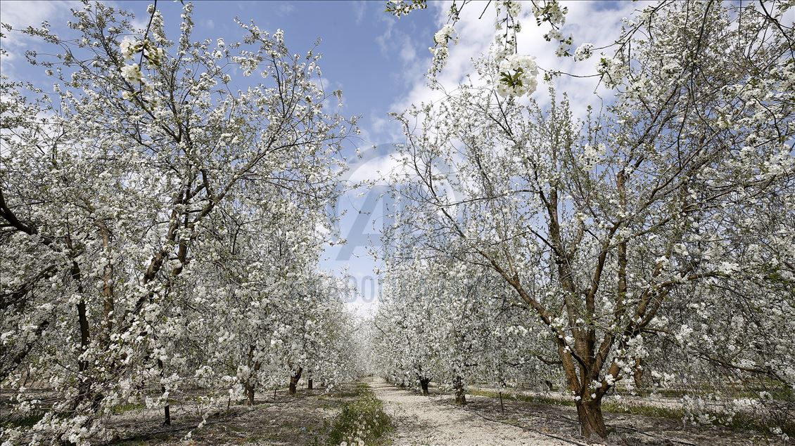 Cherry blossom trees in Konya