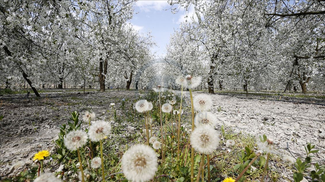 Cherry blossom trees in Konya