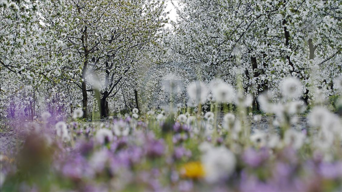 Cherry blossom trees in Konya