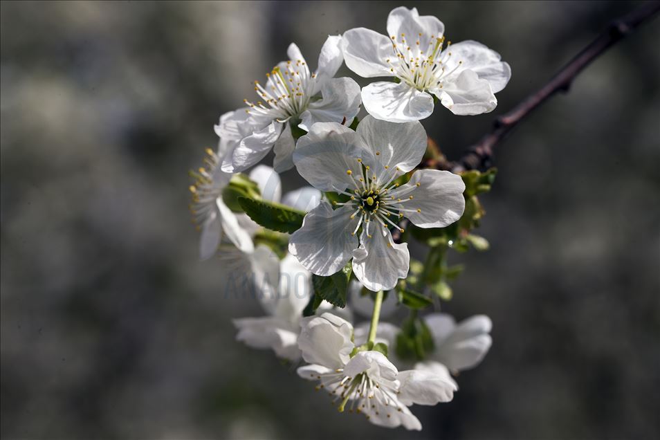 Cherry blossom trees in Konya