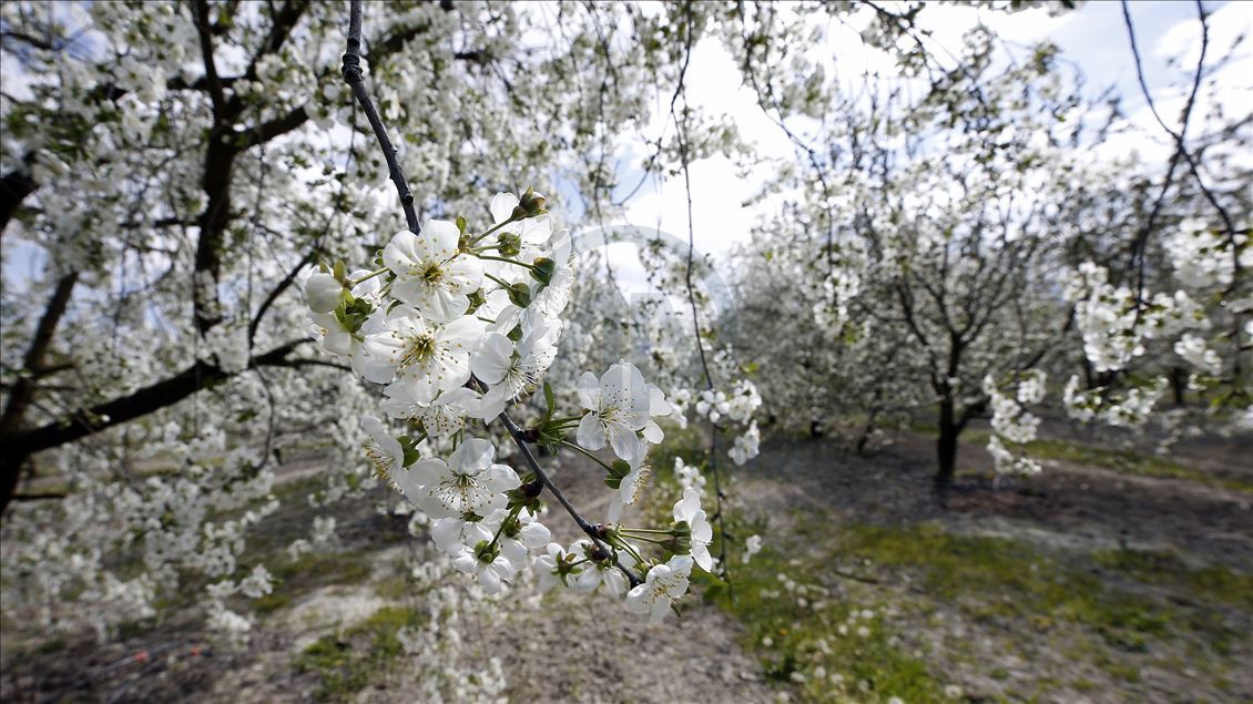 Cherry blossom trees in Konya