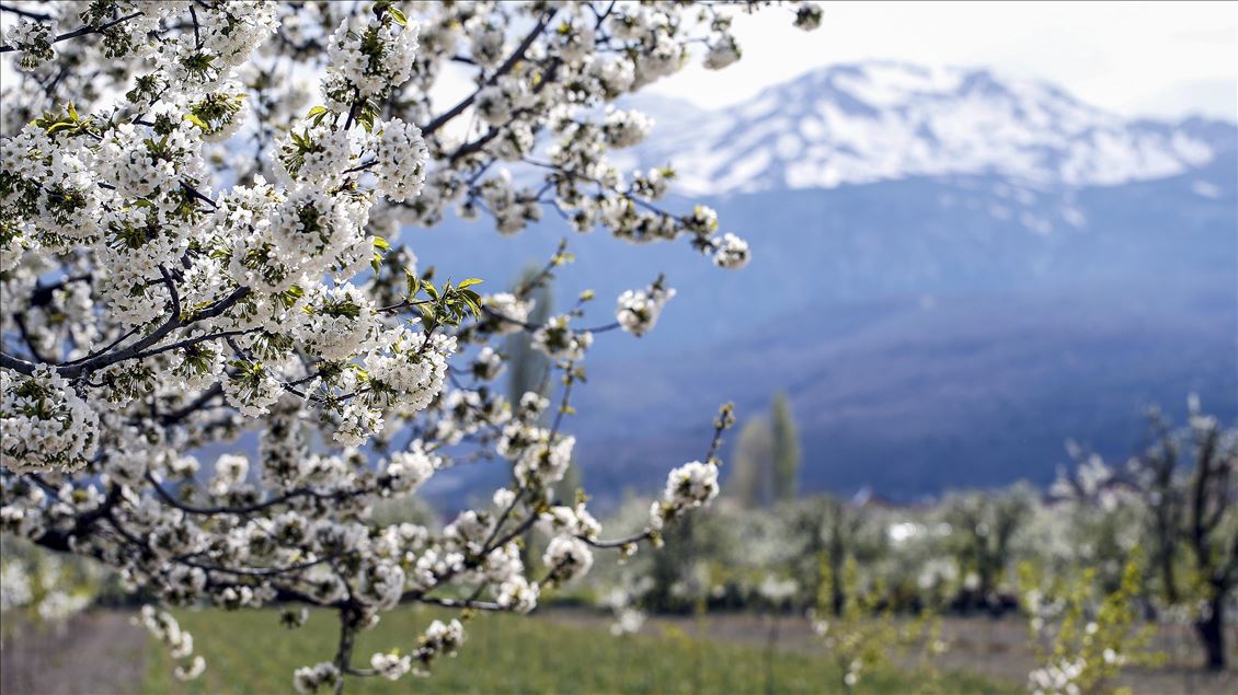 Cherry blossom trees in Konya