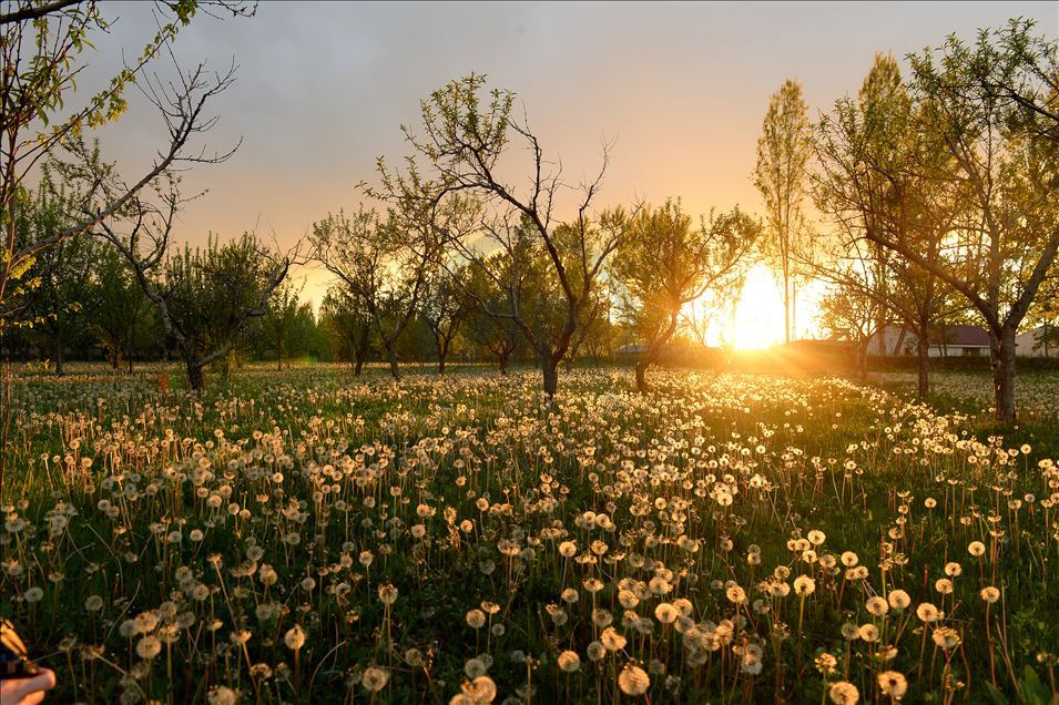 Dandelions in meadows in eastern Igdir city
