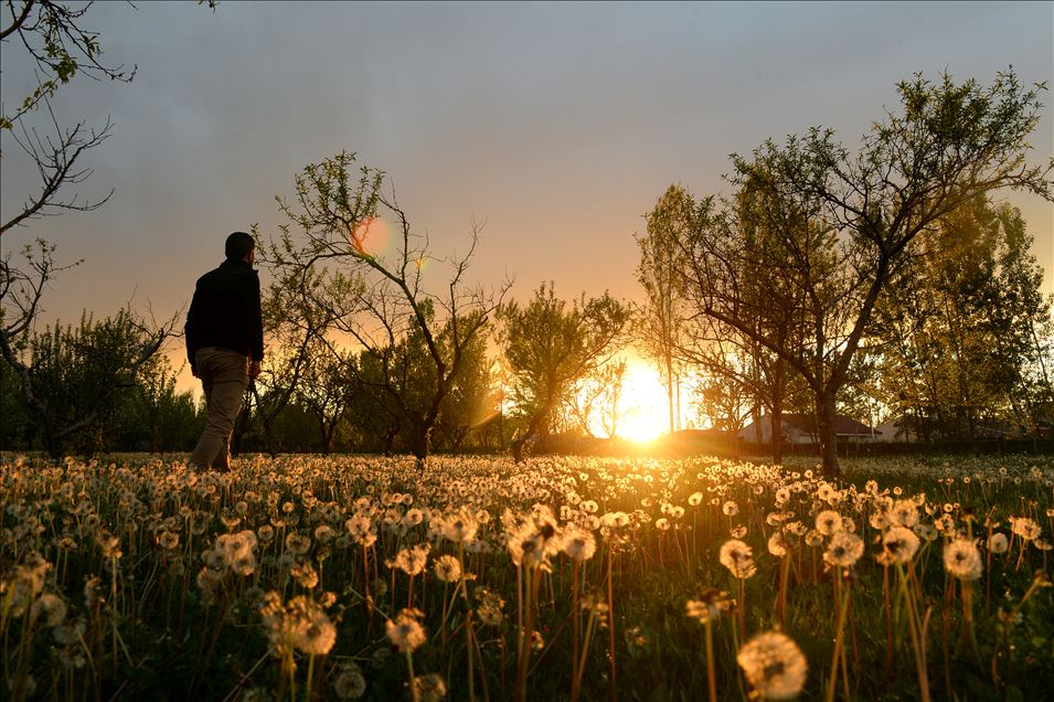 Dandelions on spring in Turkey's Igdir