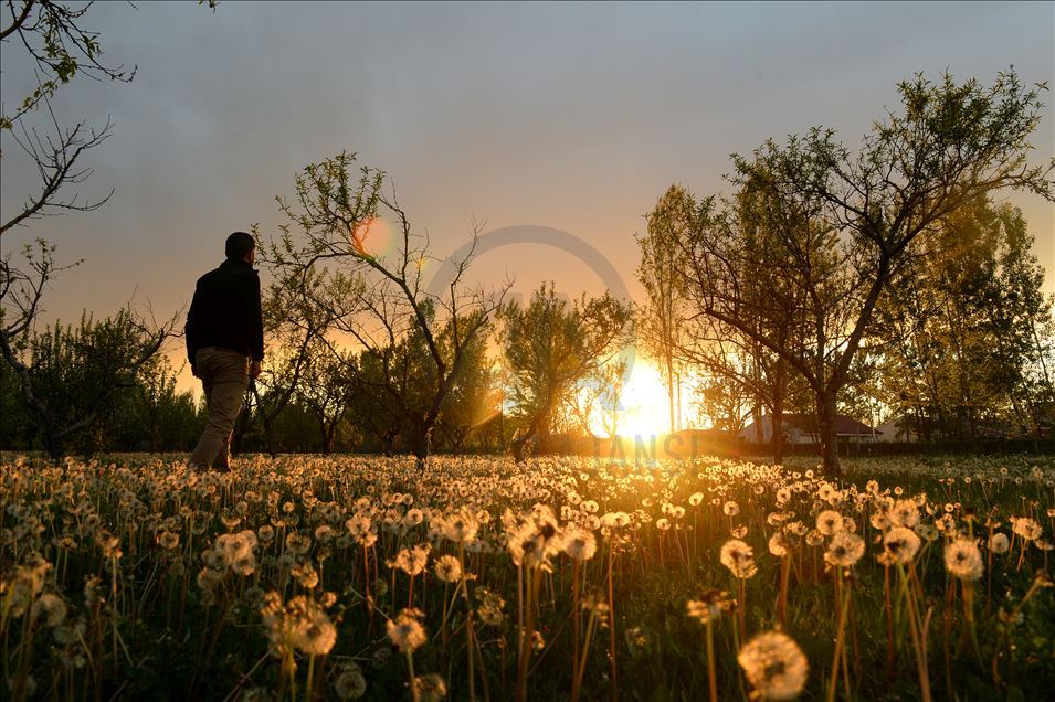 Dandelions in meadows in eastern Igdir city