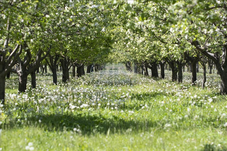 Dandelions in meadows in eastern Igdir city