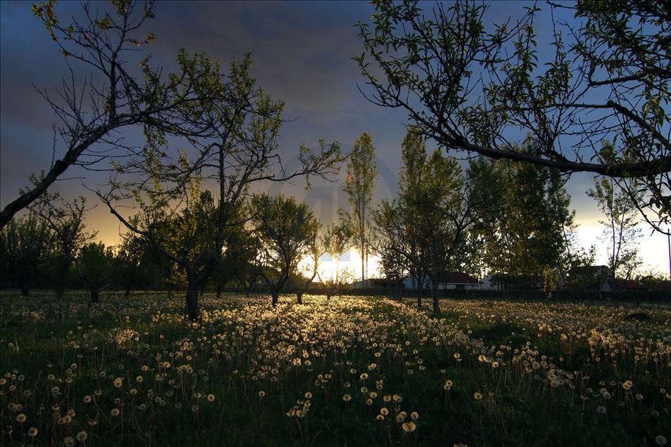 Dandelions in meadows in eastern Igdir city