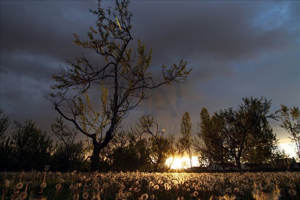 Dandelions in meadows in eastern Igdir city