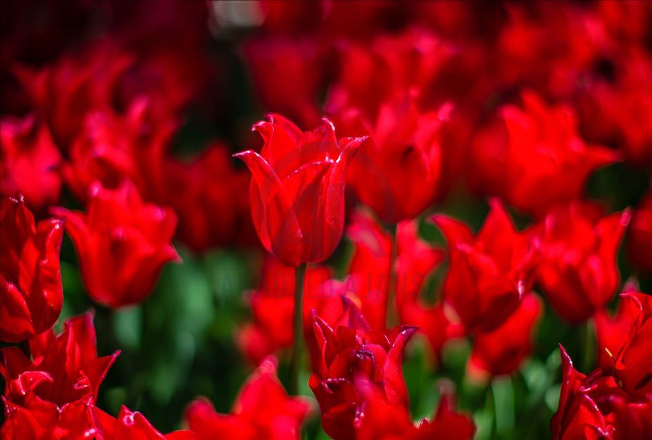 Spring in Turkish Capital