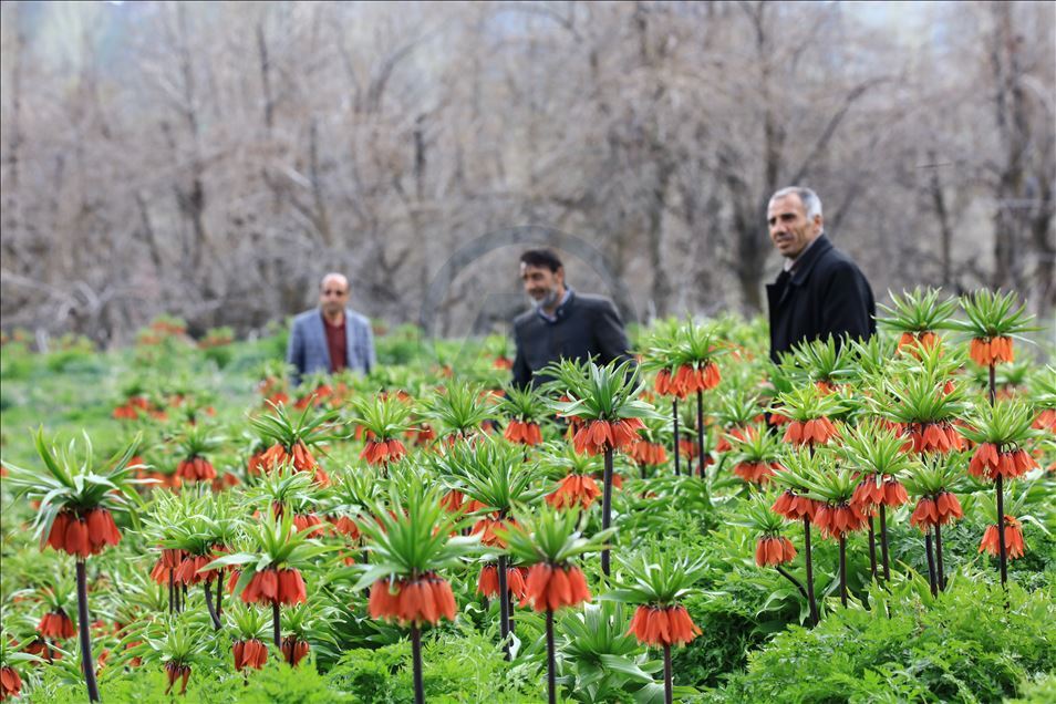 Reverse tulip in Turkey's Van