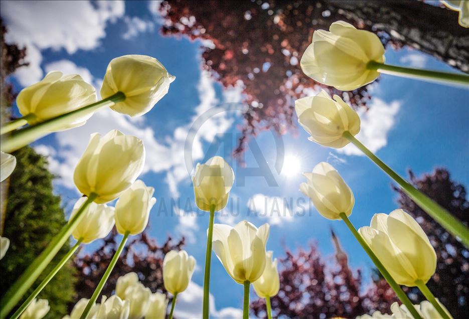 Spring in Turkish Capital