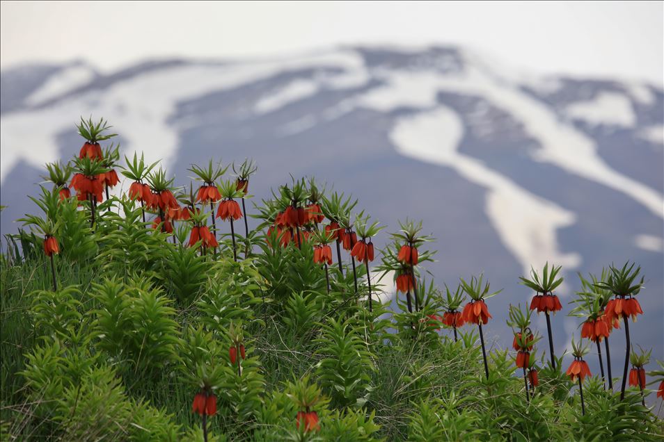 Reverse tulip in Turkey's Van