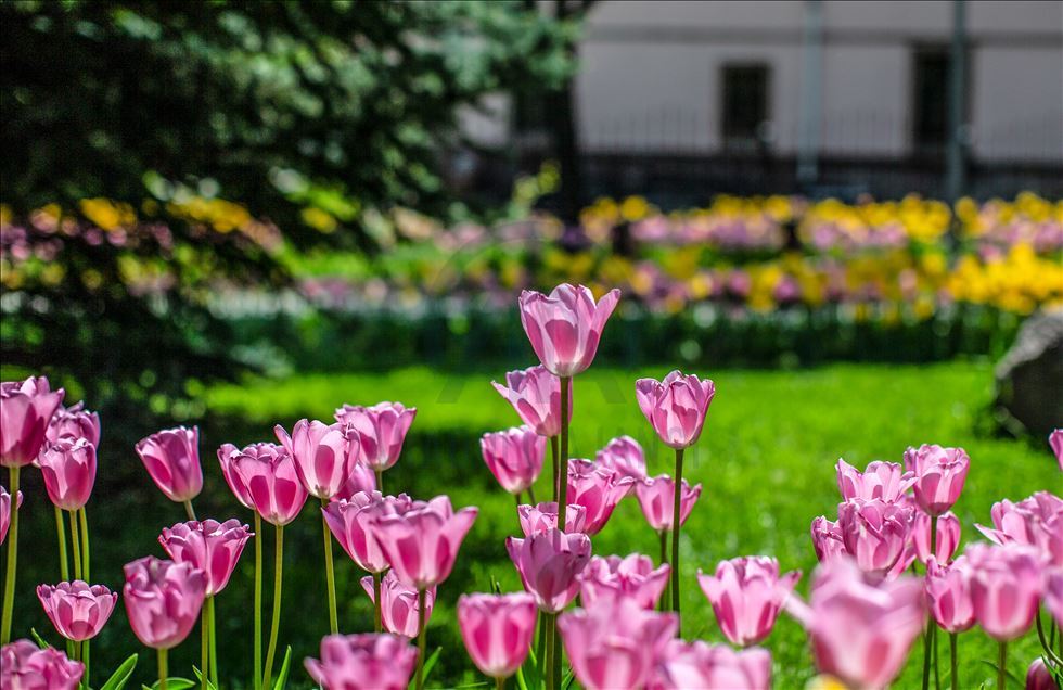 Spring in Turkish Capital