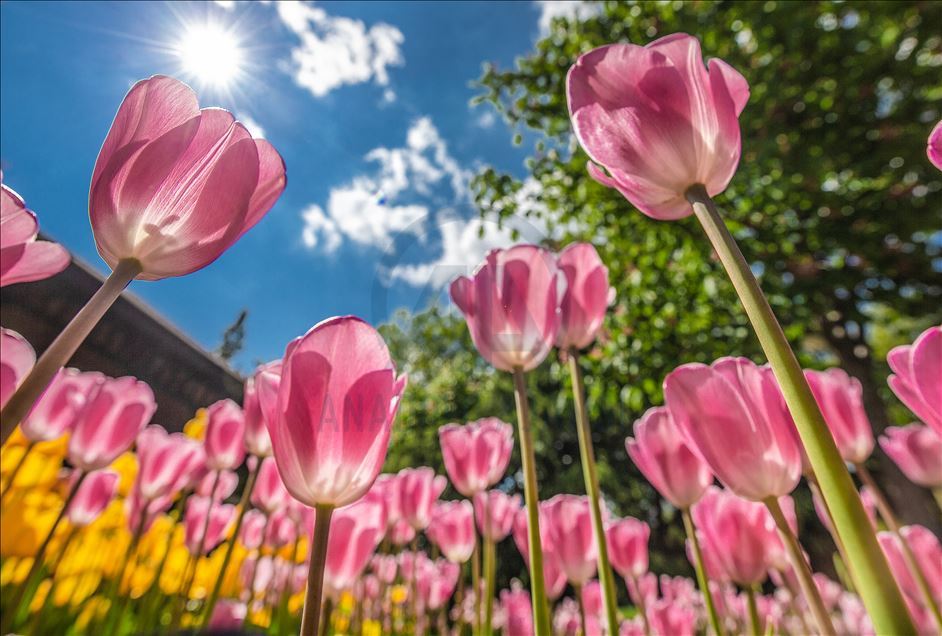 Spring in Turkish Capital