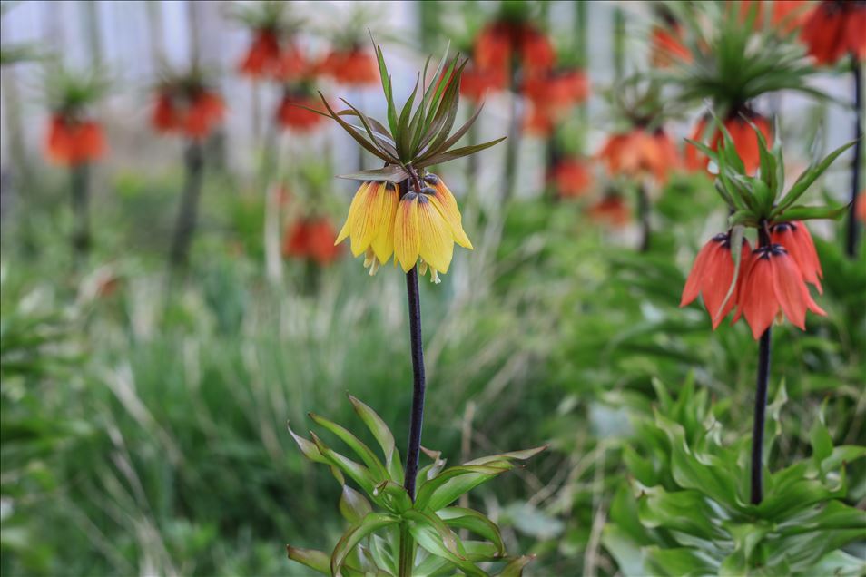 Reverse tulip in Turkey's Van