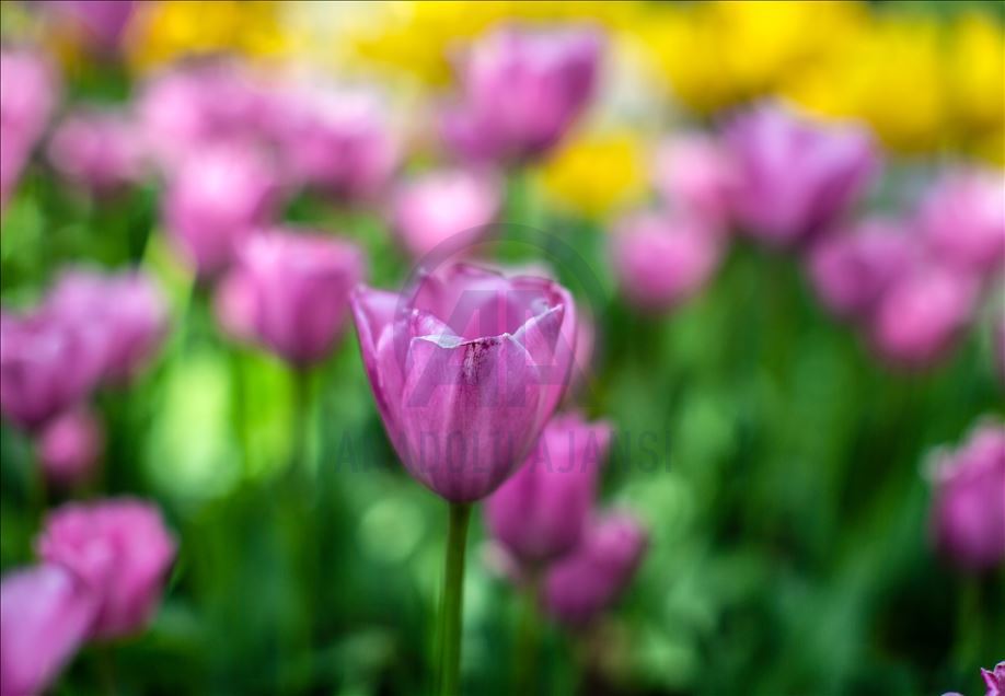 Spring in Turkish Capital