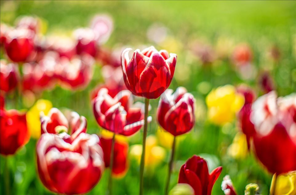 Spring in Turkish Capital