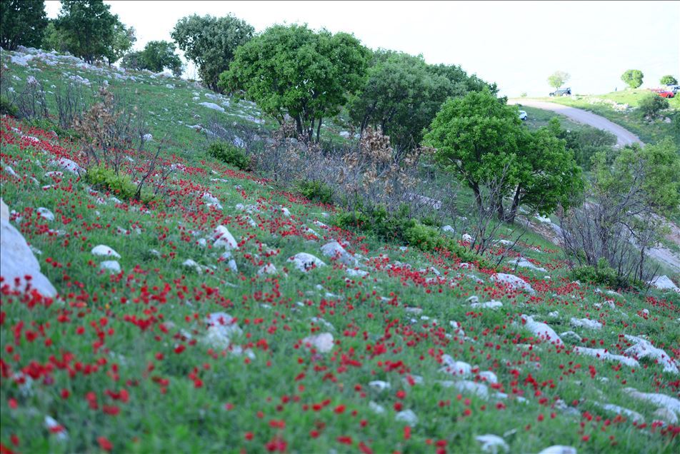 گوڵاڵە سوورەی چیای زڕگويز لە سليمانی 