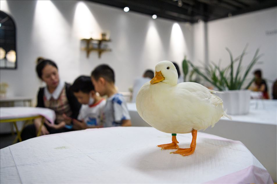 Duck experience store in China's Guangzhou