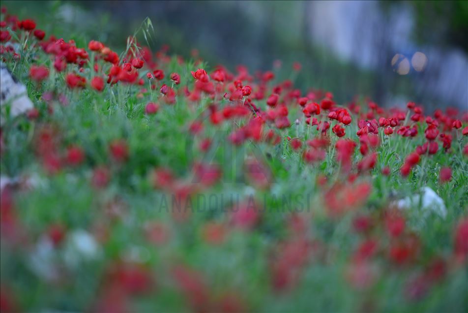 گوڵاڵە سوورەی چیای زڕگويز لە سليمانی 