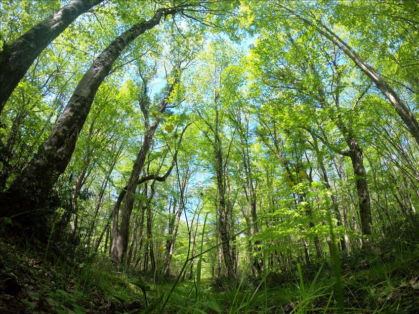 Kırklareli'ndeki longoz ormanları en sakin günlerini yaşıyor
