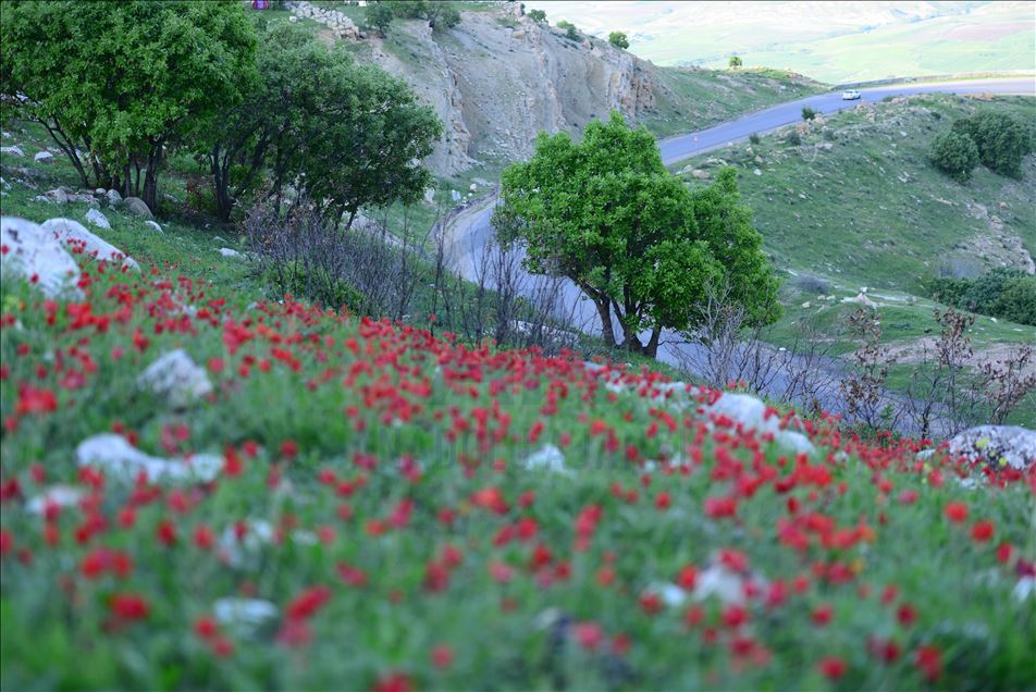 گوڵاڵە سوورەی چیای زڕگويز لە سليمانی 