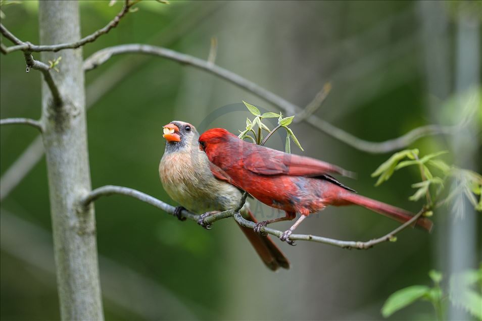 Common Birds In Central Ny