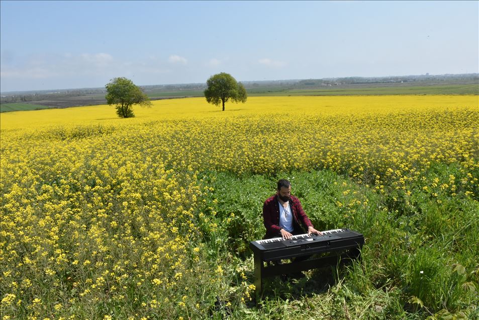 İlkbaharın sarıya boyadığı kanola tarlasında piyano keyfi
