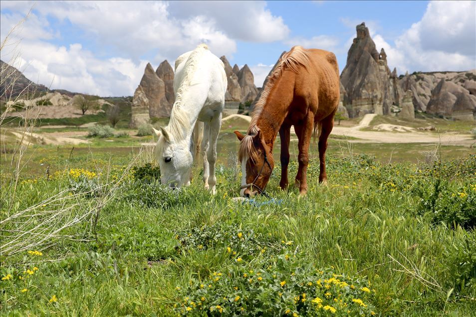 Zbog pandemije nema turista pa konji i deve u Kapadokiji uživaju na lokalnim pašnjacima