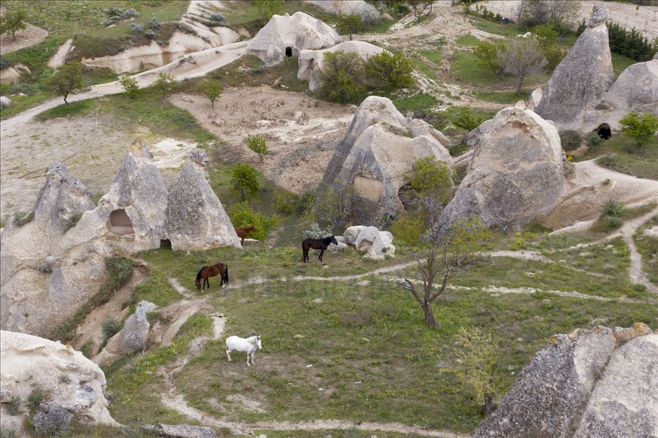 Zbog pandemije nema turista pa konji i deve u Kapadokiji uživaju na lokalnim pašnjacima