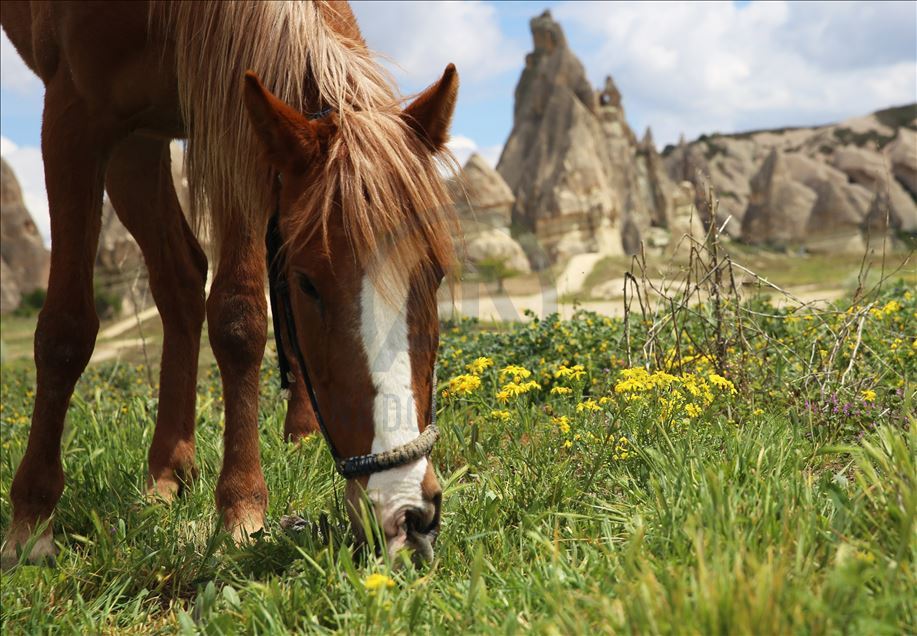 Zbog pandemije nema turista pa konji i deve u Kapadokiji uživaju na lokalnim pašnjacima