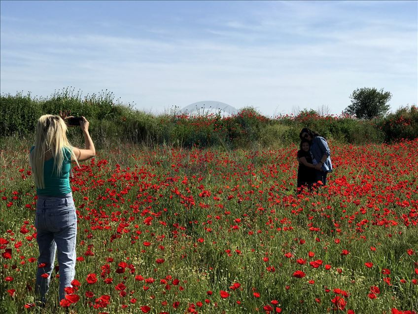 Baharın müjdecisi gelincikler fotoğraf tutkunlarının uğrak yeri oldu