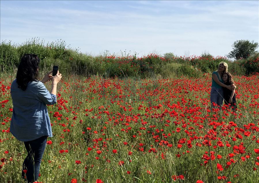 Baharın müjdecisi gelincikler fotoğraf tutkunlarının uğrak yeri oldu