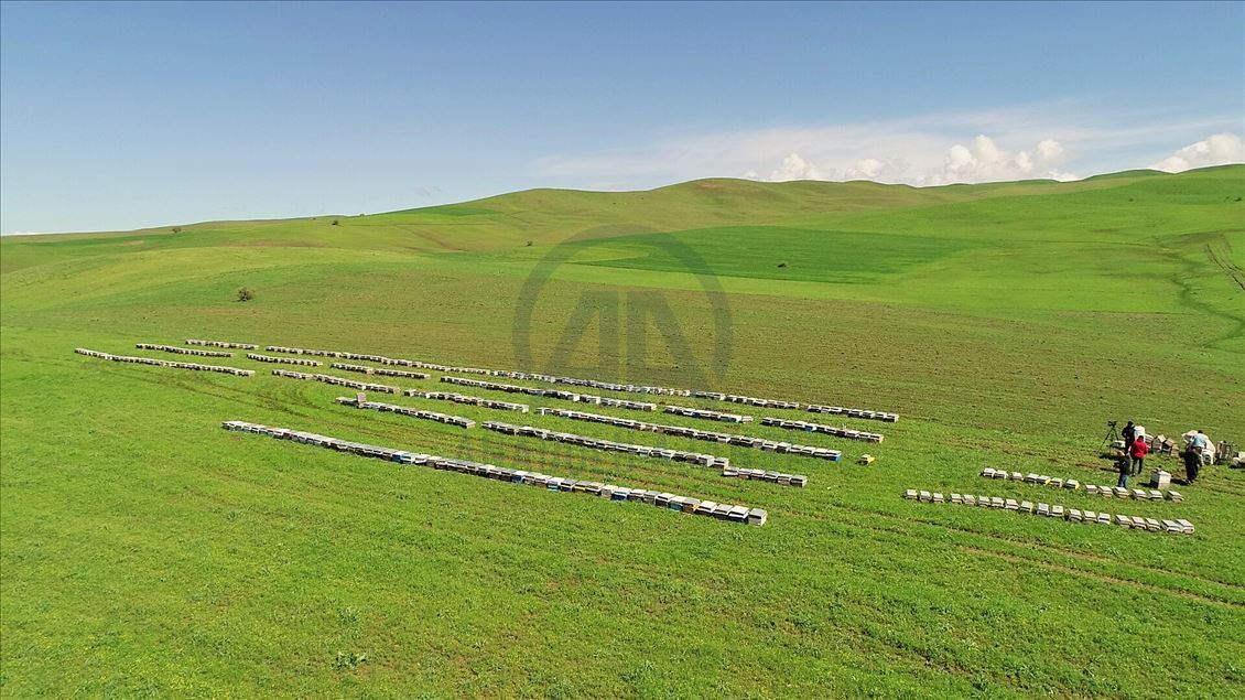 Gezgin arıcılar için Muş vazgeçilmez durak